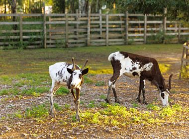 Внедрение Трактиръ на базе отдыха «Бородинское». Фото 3