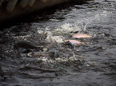 Внедрение Трактиръ на базе отдыха «Бородинское». Фото 4